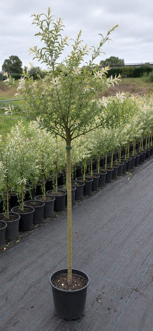 Bolwilg Salix integra 'Hakuro-nishiki' op stam, Lente, 100 tot 250 cm, Ophalen, Volle zon