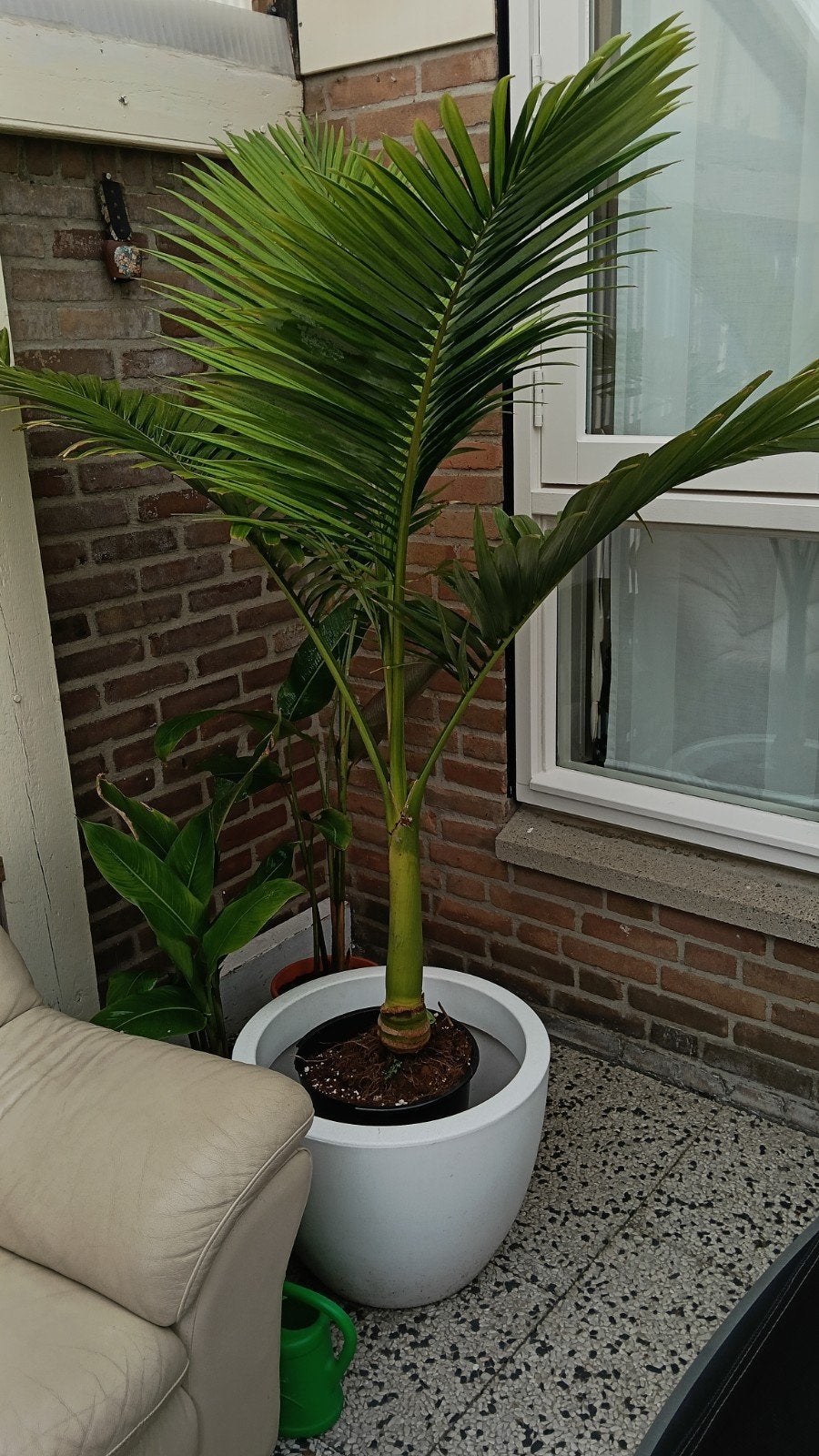 Australische koningspalm, Ophalen, Bloeit niet, Halfschaduw, 100 tot 250 cm