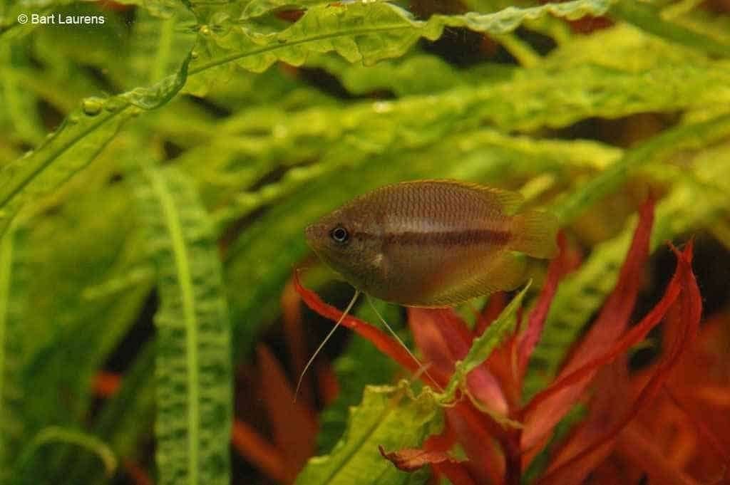 honinggoeramivrouw 4cm scholenvis, Vis, Zoetwatervis, Schoolvis