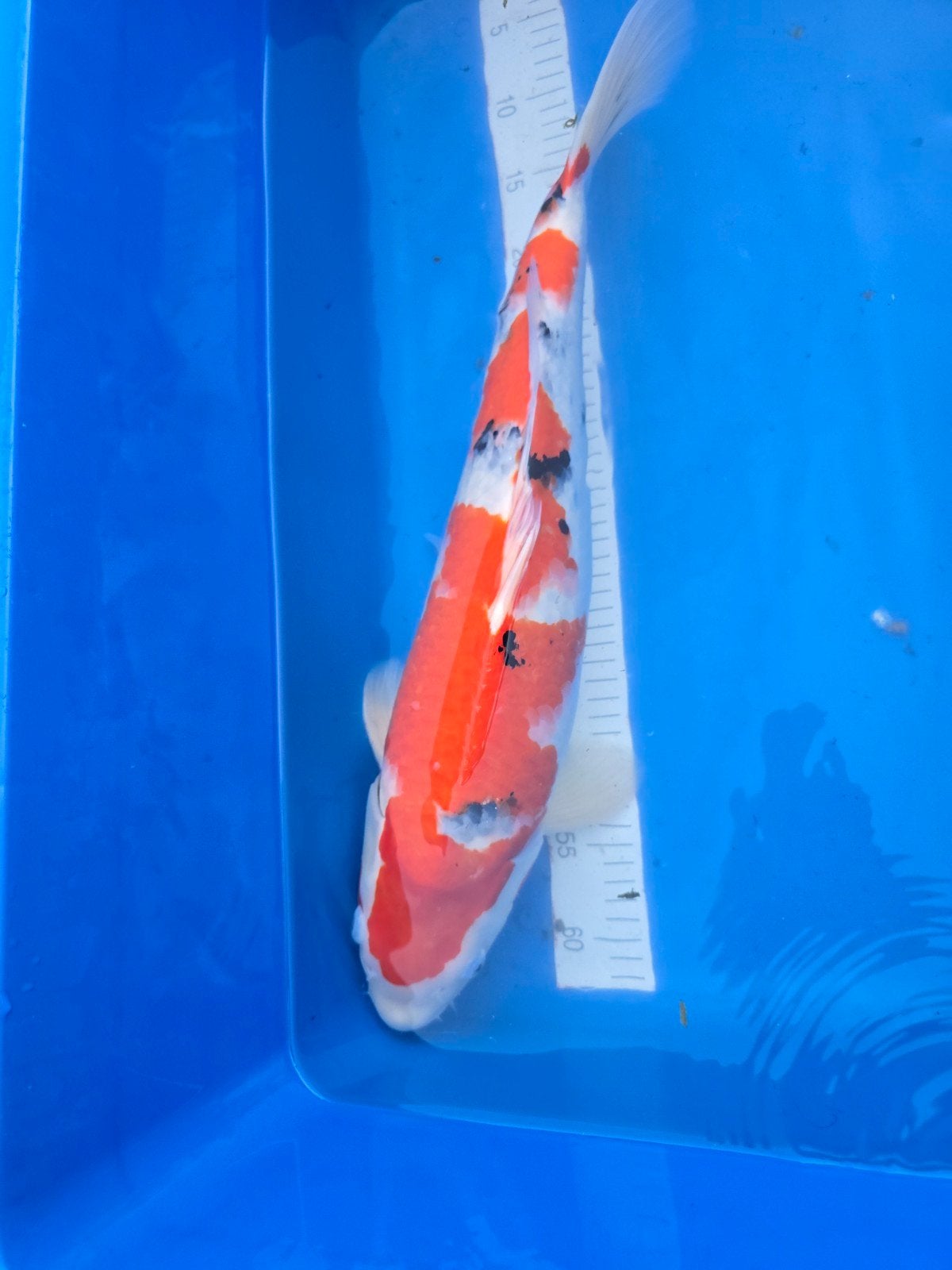 Sanke 53 cm Ogata, Dieren en Toebehoren, Karper of Koi