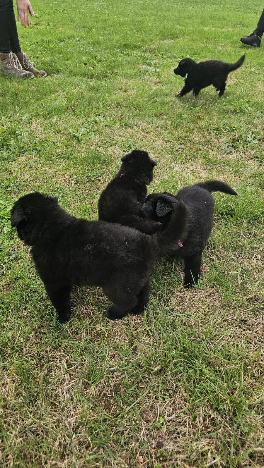 Groenendaeler pups met stamboom, 8 tot 15 weken, Meerdere, Meerdere dieren, Nederland