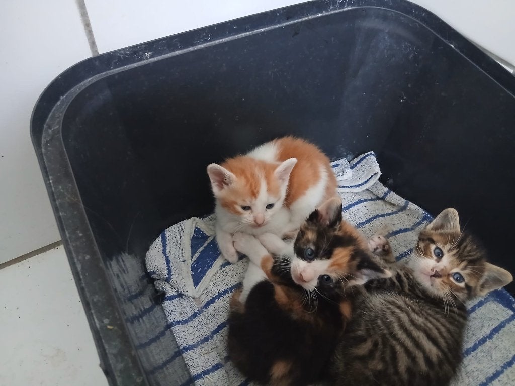 Kittens, Meerdere dieren, Kortharig, 0 tot 2 jaar