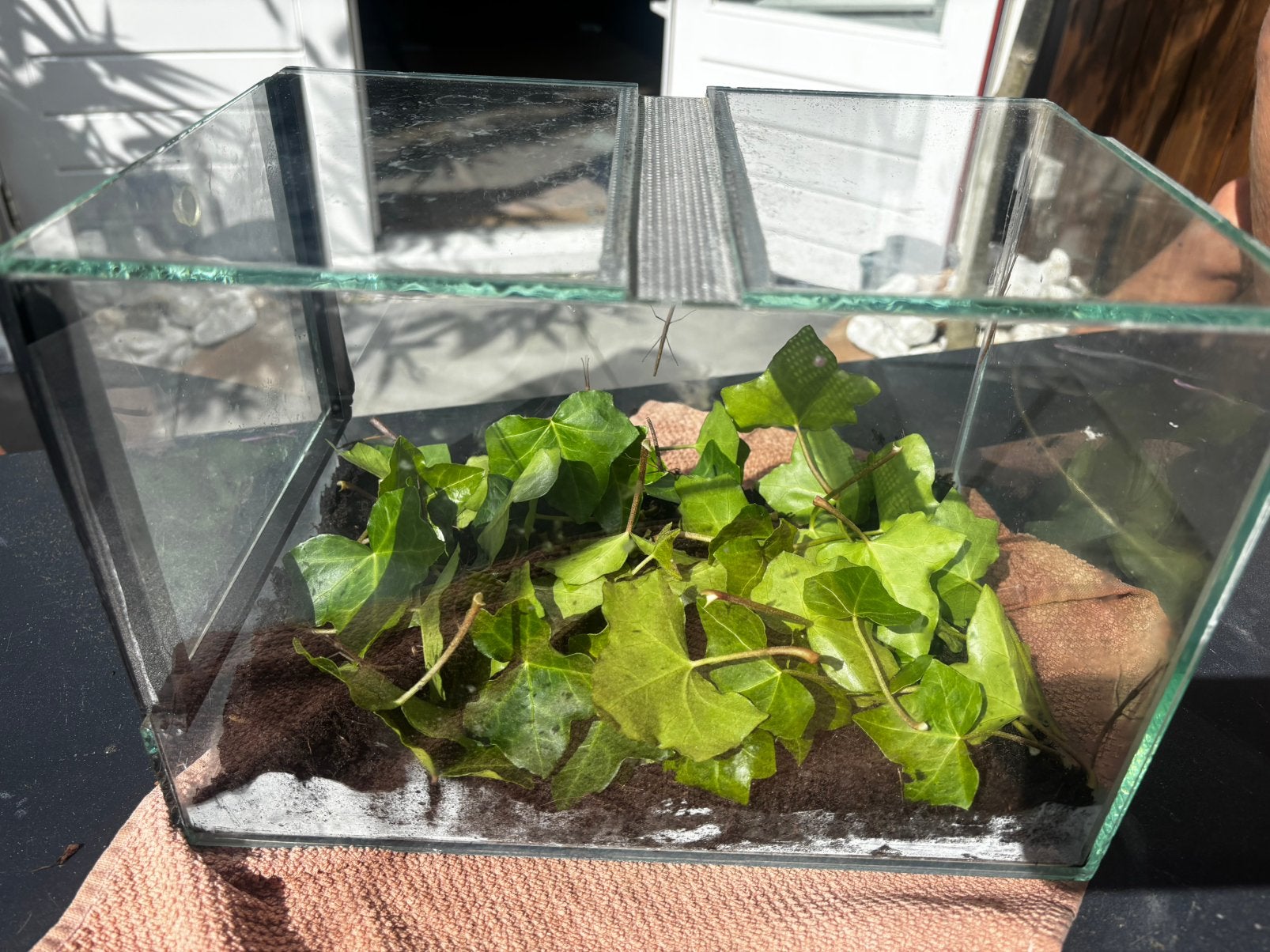 Terrarium met wandelende takken (30/20/20cm), Dieren en Toebehoren, Ophalen, Gebruikt, Terrarium of Paludarium