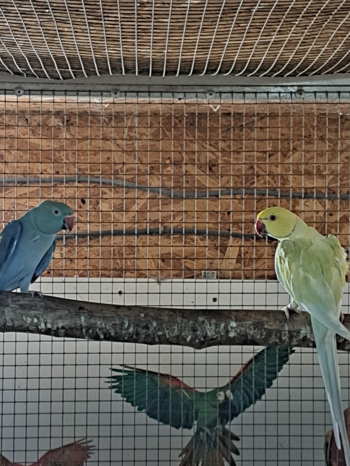 koppel halsbandparkieten, Dieren en Toebehoren, Vogels | Parkieten en Papegaaien, Meerdere dieren, Parkiet, Geringd