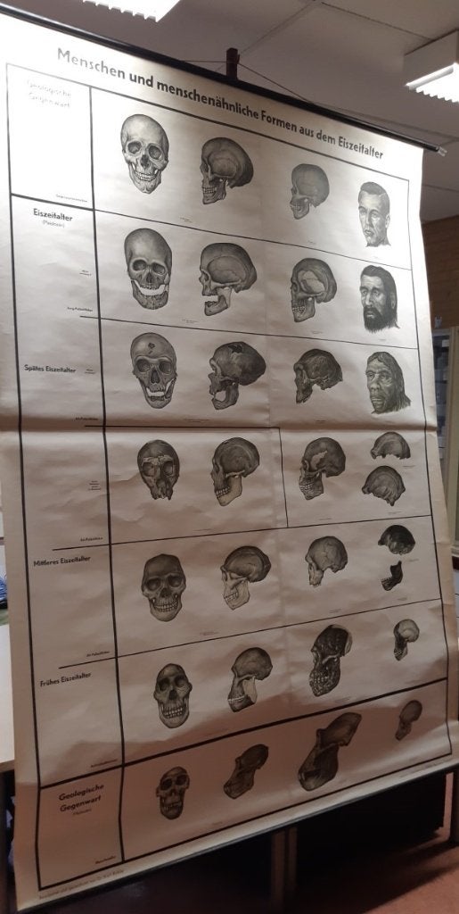 Grote oude schoolkaart Biologie mens(vormen) en ijstijd, Ophalen, Natuur en Biologie