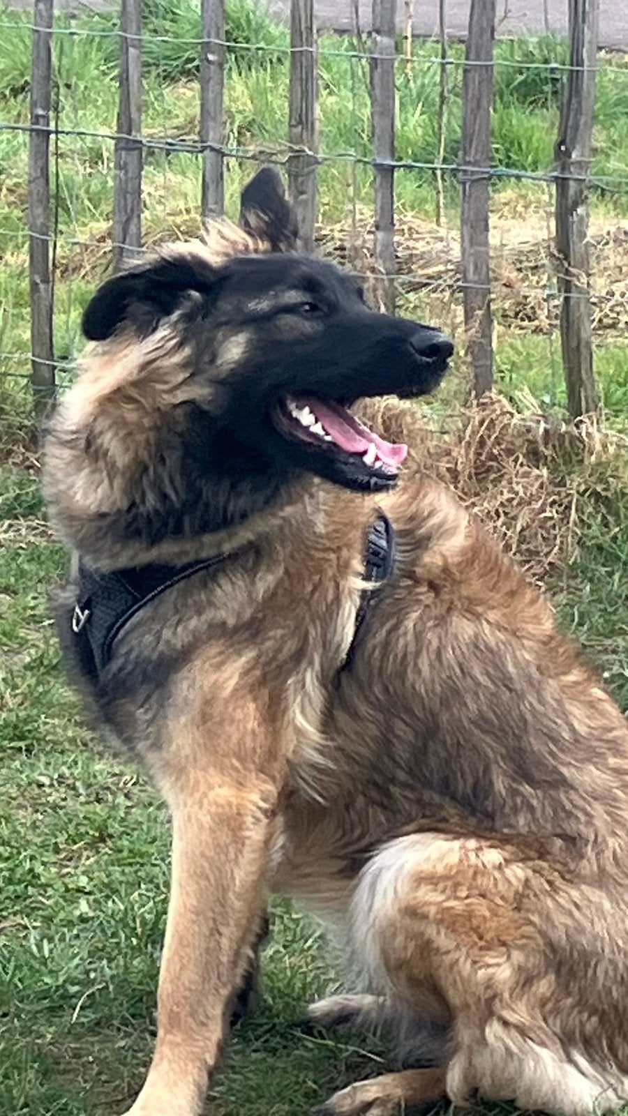 Herder mix , Azra teefje 2 jaar, 1 tot 2 jaar, Teef, Parvo, Eén hond
