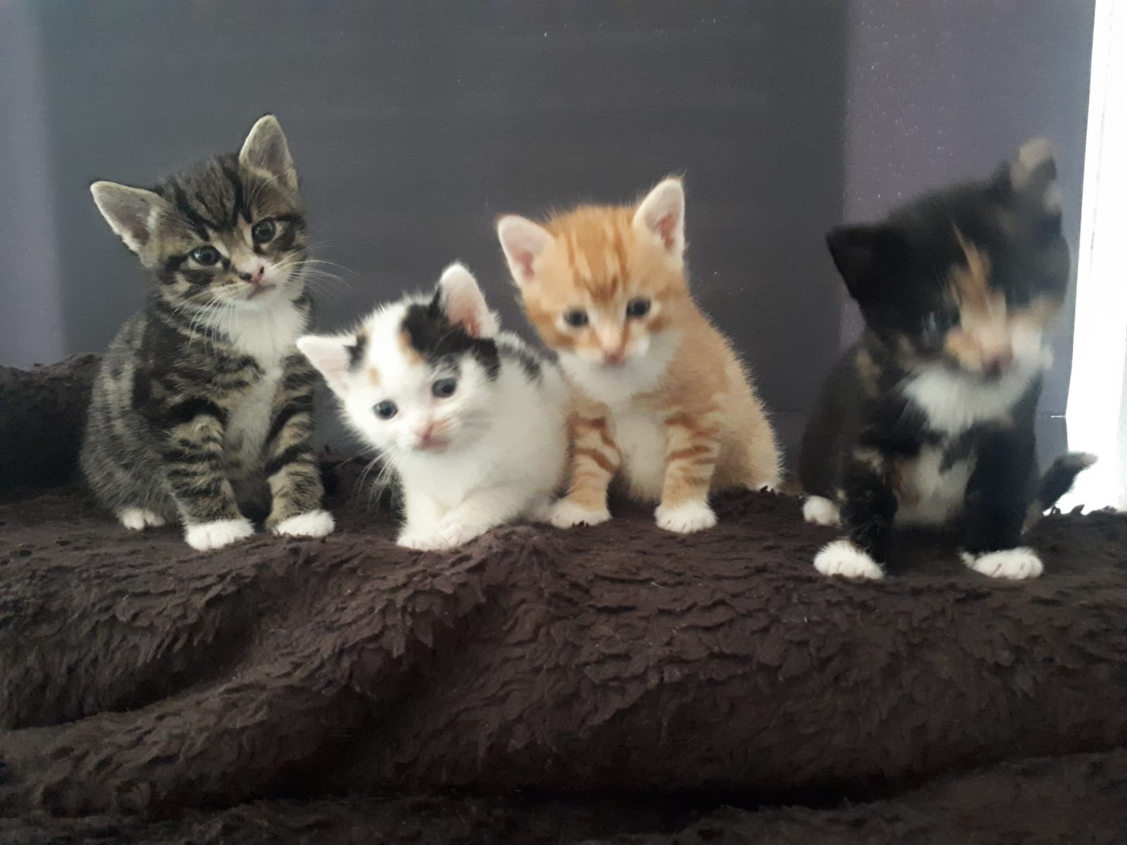 lieve kittens te koop, Dieren en Toebehoren, Meerdere dieren, Ontwormd