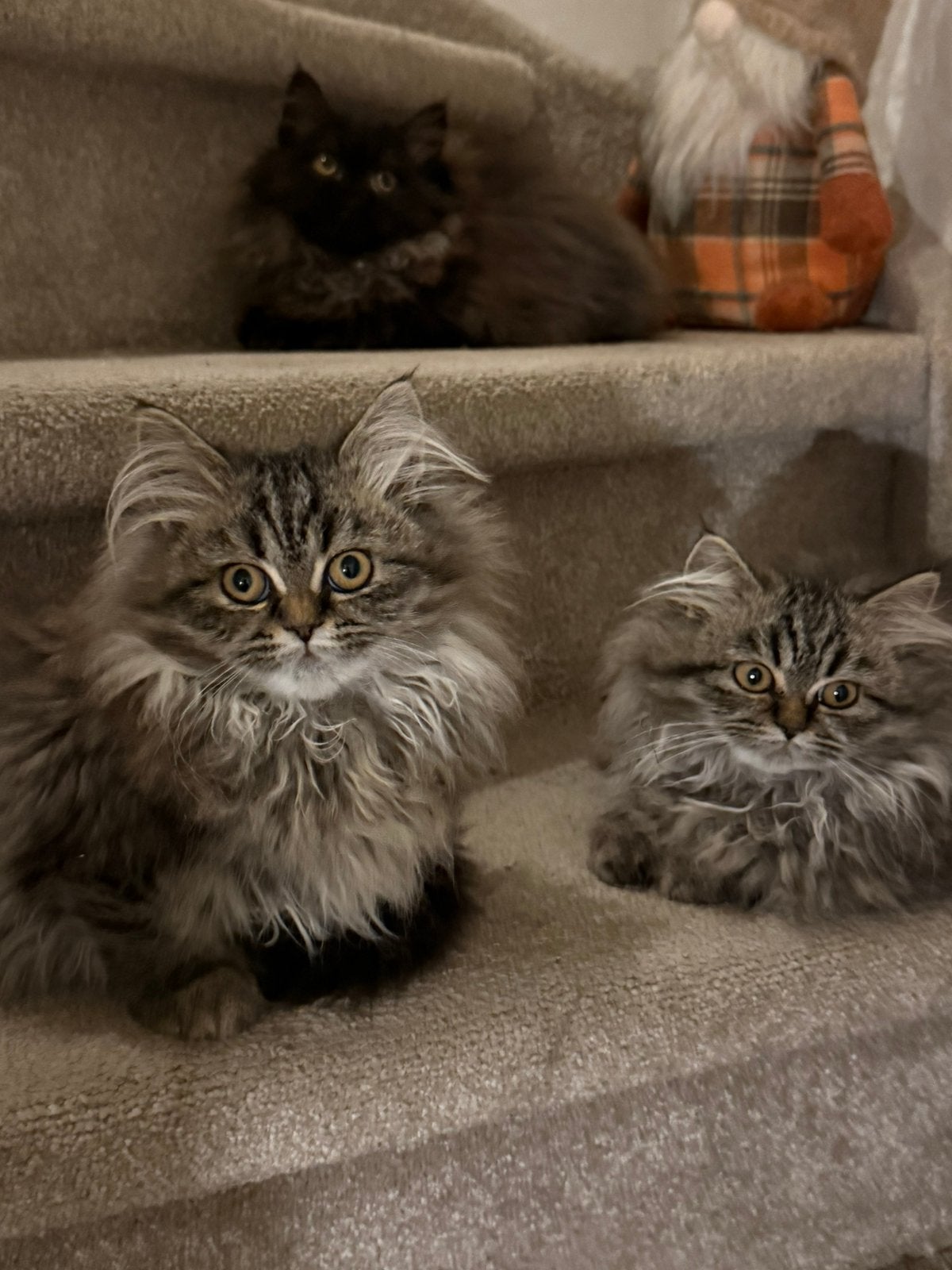 Lieve Perziche kittens, Dieren en Toebehoren, Poes, Langharig