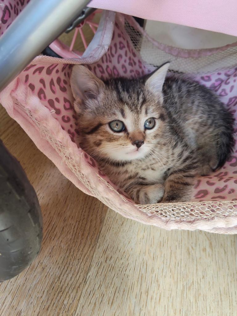 Britse korthaar kittens raszuiver ️mogen bijna verhuizen 🥰, Meerdere dieren, Gechipt, 0 tot 2 jaar