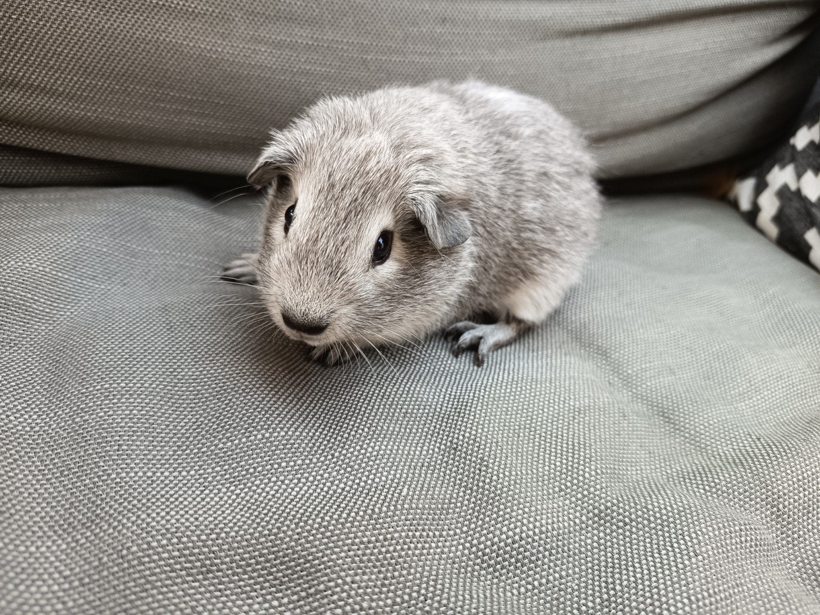 Licht zilver agouti beertje, Dieren en Toebehoren, Knaagdieren, Mei, Mannelijk, Cavia