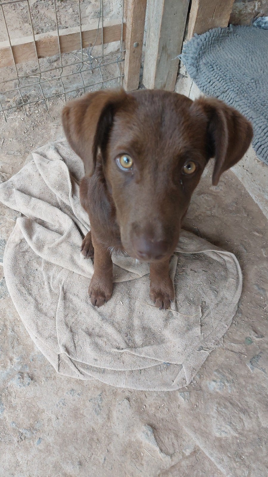 Djim zoekt zijn familie!, Dieren en Toebehoren, Honden | Niet-rashonden, 15 weken tot 1 jaar, Buitenland, Parvo, Eén hond
