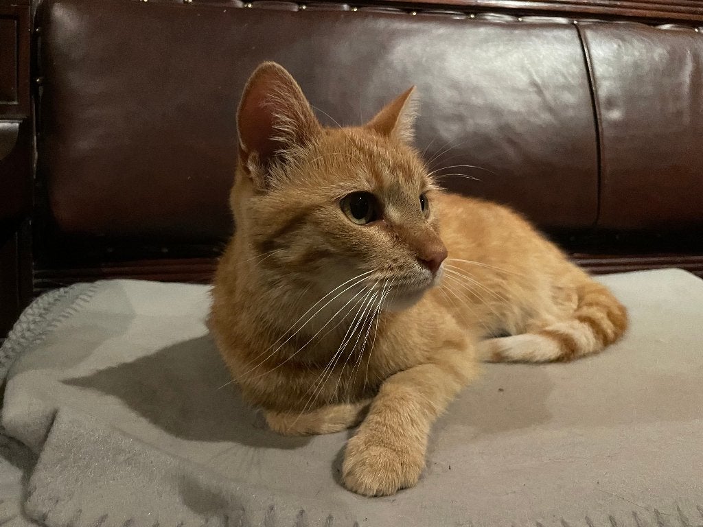 Bella zoekt een nieuw baasje, Poes, Kortharig, 6 jaar of ouder