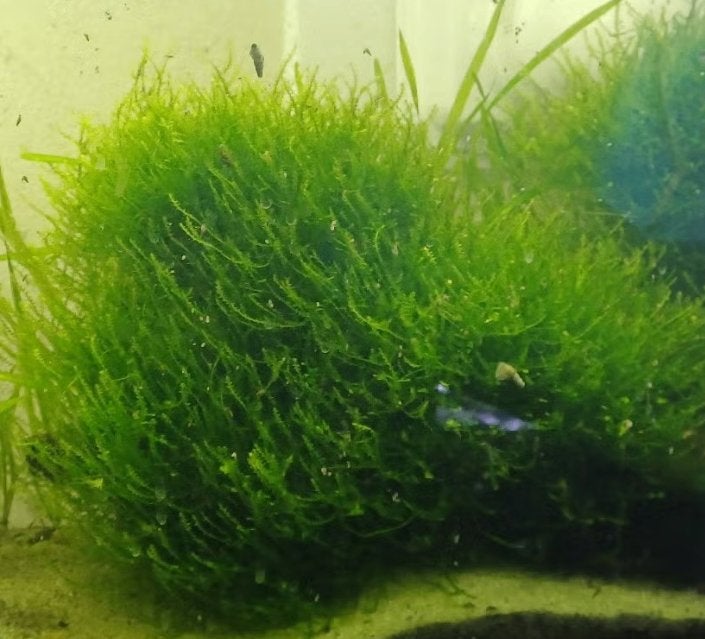 Javamos aquarium plantje, Ophalen of Verzenden, Nieuw, Plant(en), Steen of Hout