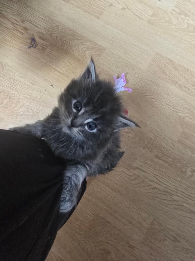 3 Prachtige Maine Coon poes, Poes