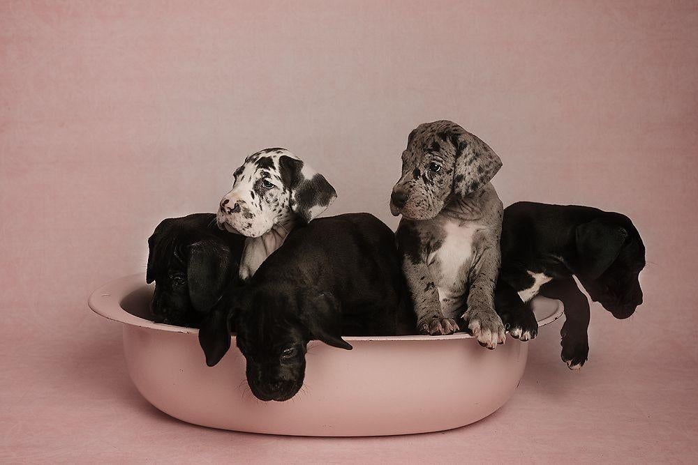 Duitse dog pups Great Giant Dogs, Dieren en Toebehoren, Honden | Bulldogs, Pinschers en Molossers, 15 weken tot 1 jaar, Overige rassen