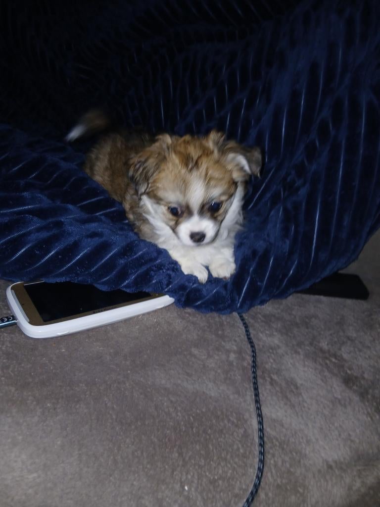 Pomchi teefje 7 weken, Overige rassen, Teef, Eén hond, Nederland