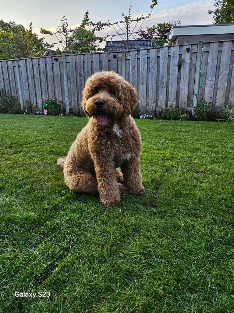 Lieve en stoere labradoodle dekreu, Dieren en Toebehoren, Reu, Parvo, Eén hond, 3 tot 5 jaar