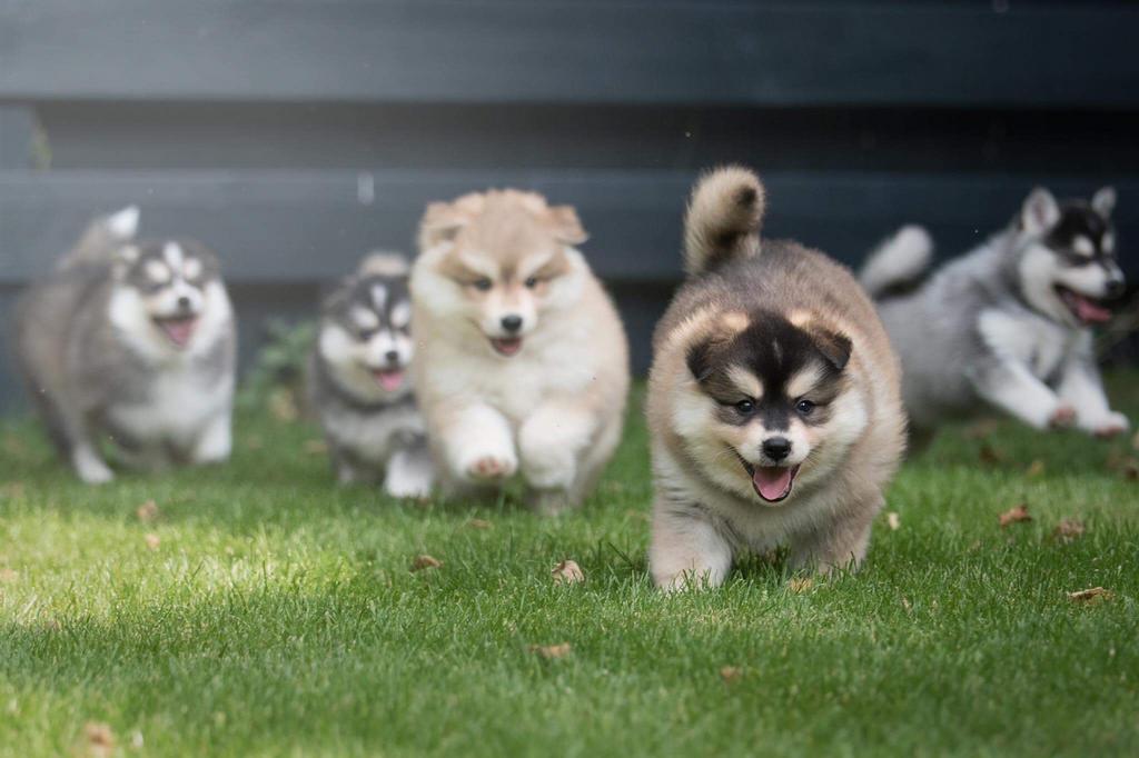 POMSKYNEDERLAND, Dieren en Toebehoren, Honden | Poolhonden, Keeshonden en Oertypen, Nederland, 8 tot 15 weken, Poolhond, Parvo
