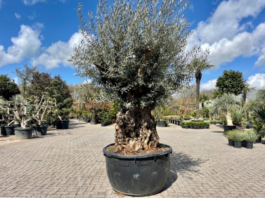 Olijfboom/Olea europaea 120/140 cm stamomtrek te koop, Ophalen of Verzenden, 100 tot 250 cm, Olijfboom, Zomer