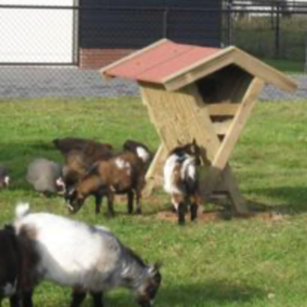 Hooiruif hooiopslag hooibak ook maatwerk 🌽🌾 🐑🐐🐎, Meerdere dieren, Geit