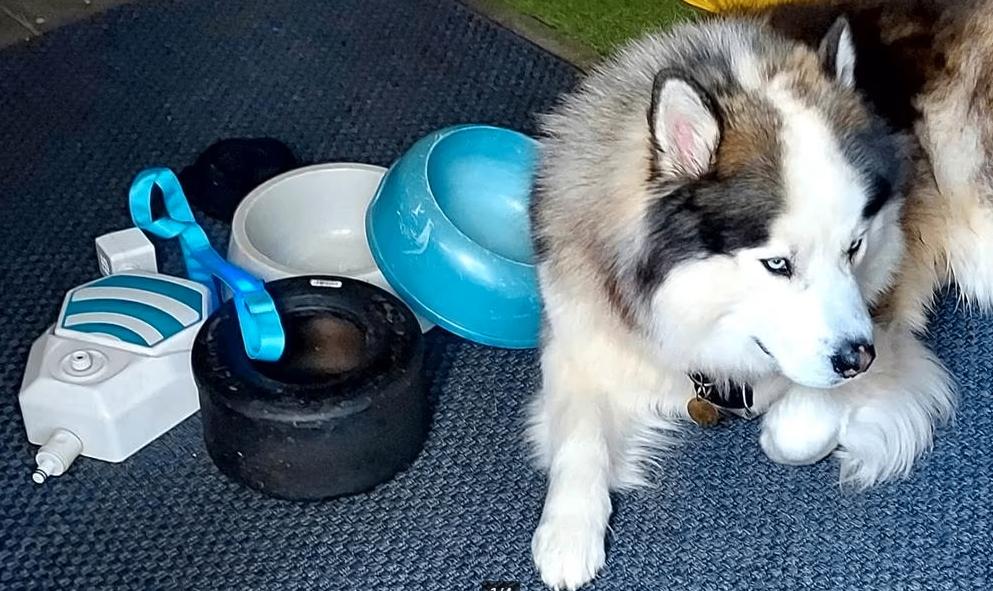 Honden speelgoed en eetbakken, Dieren en Toebehoren, Ophalen of Verzenden, Gebruikt
