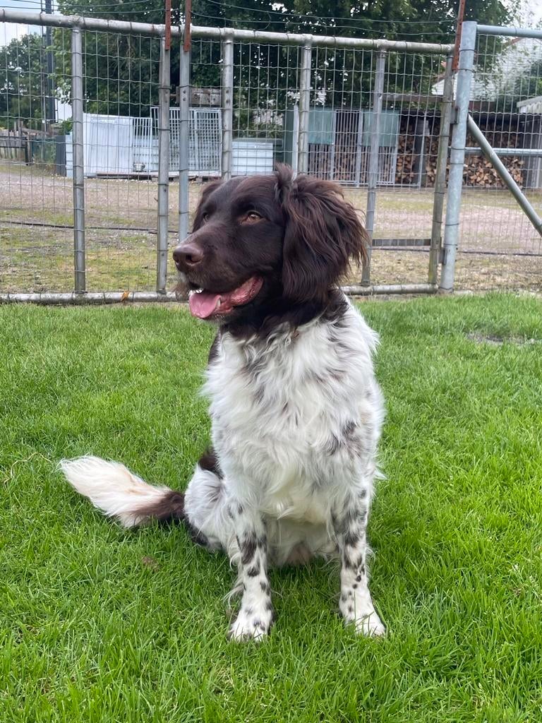 Mooie Friese stabij dekreu, Dieren en Toebehoren, Honden | Dekreuen, Reu, Eén hond, 3 tot 5 jaar, Nederland