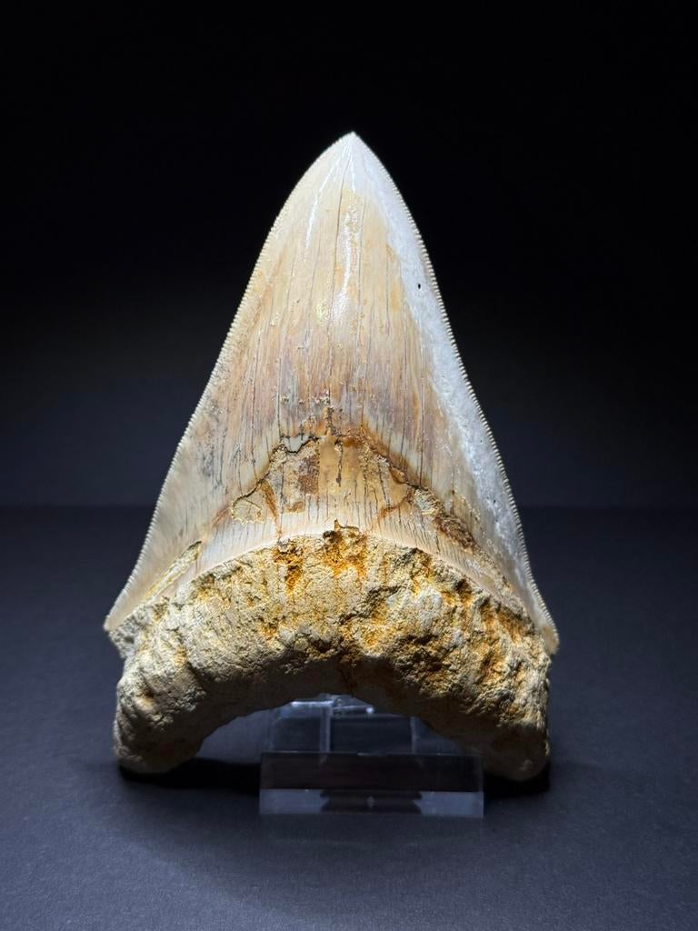 Megalodon haaientand wit 12,5 cm Indonesië, Ophalen of Verzenden, Fossiel