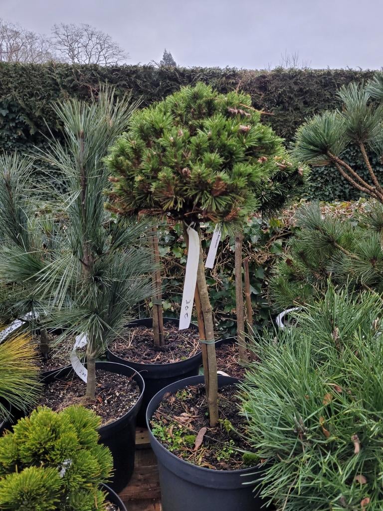 Pinus Mugo 'Benjamin' op Stam - Sierlijke Bolvorm, Bloeit niet, Overige soorten, Minder dan 100 cm, Ophalen