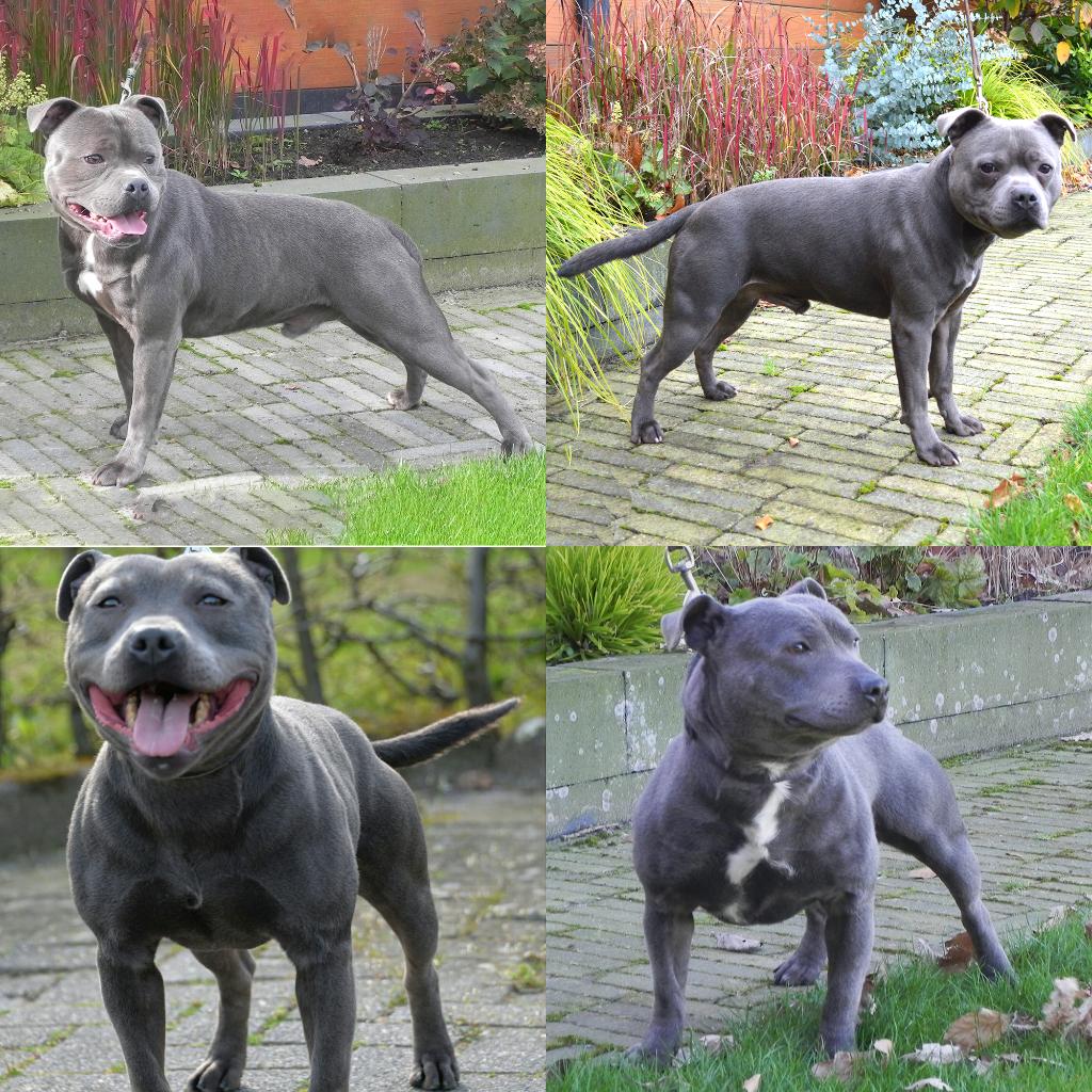 Dekreu Engelse Stafford Blauwe  Staffordshire Bull Terrier, Reu, Parvo, Meerdere, 3 tot 5 jaar