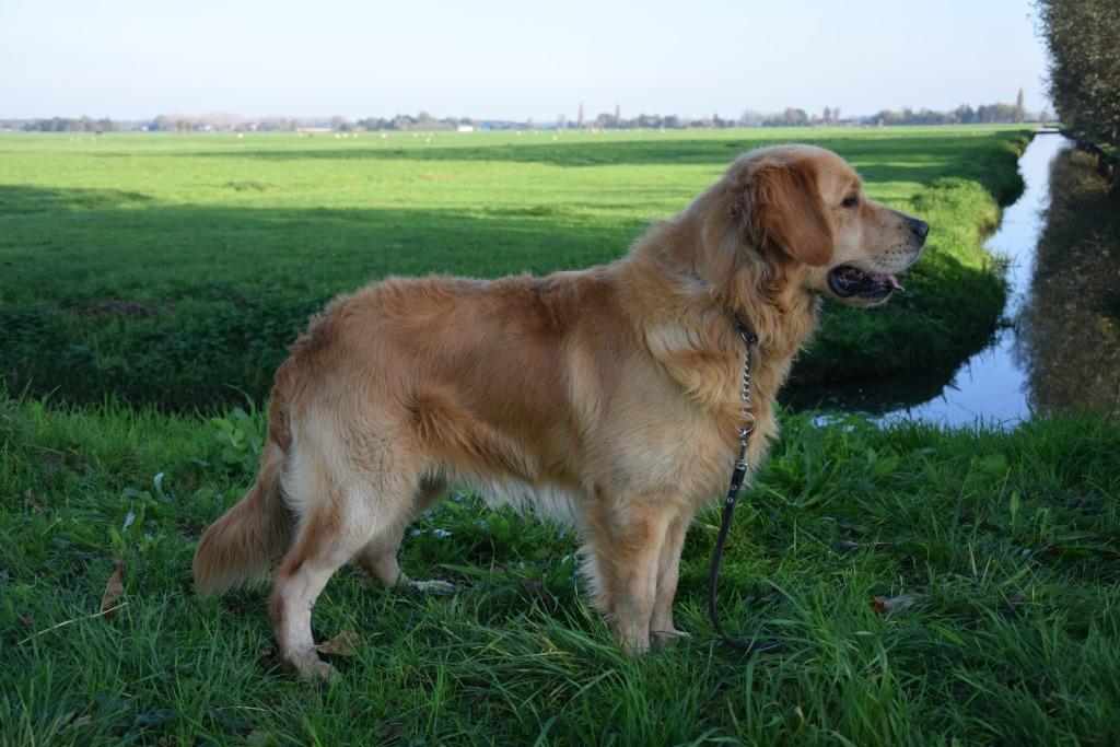 Golden Retriever dekreu met mooie fci stamboom, Dieren en Toebehoren, Reu, CDV (hondenziekte), 1 tot 2 jaar, Eén hond