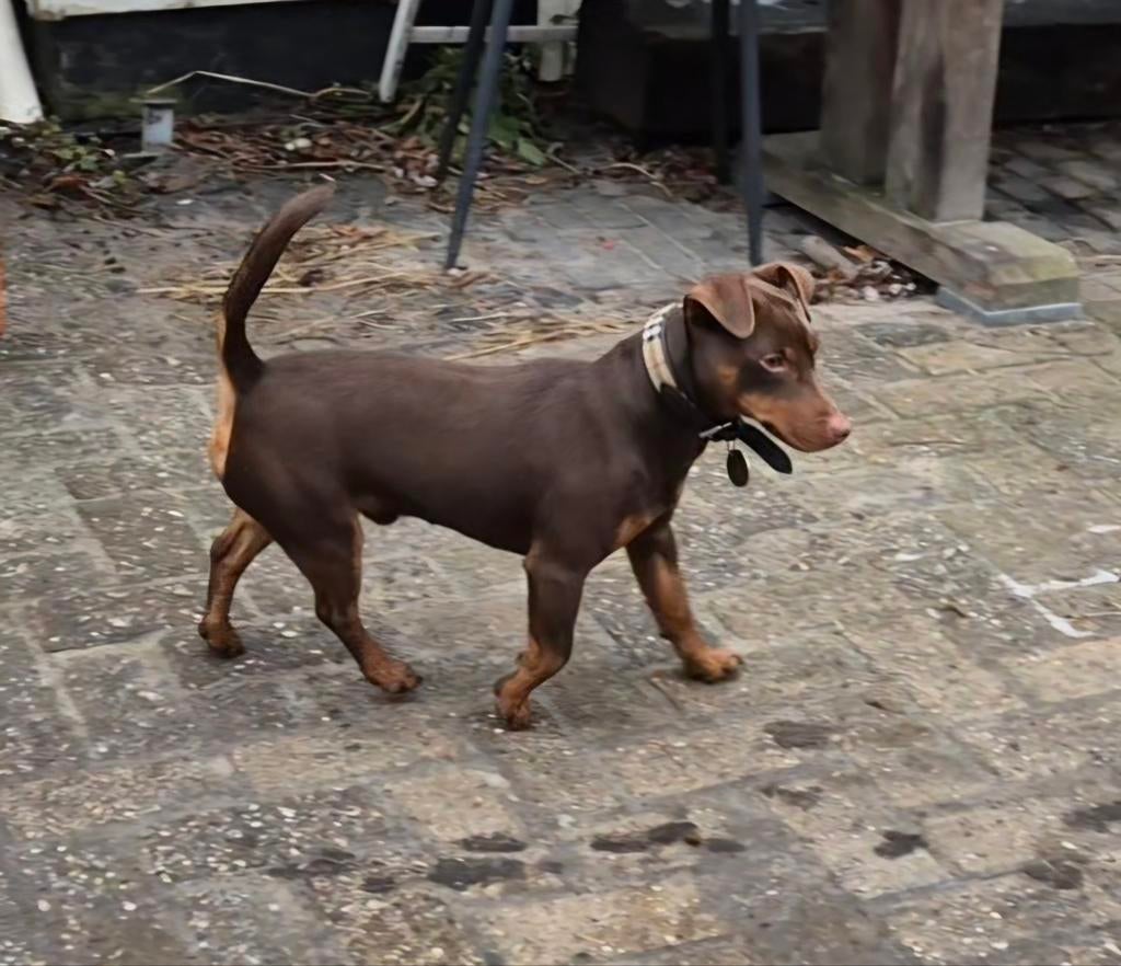 Super mooie luxe bespierde dekreu ( Jack Russell ), Reu, 1 tot 2 jaar, Parvo, Eén hond