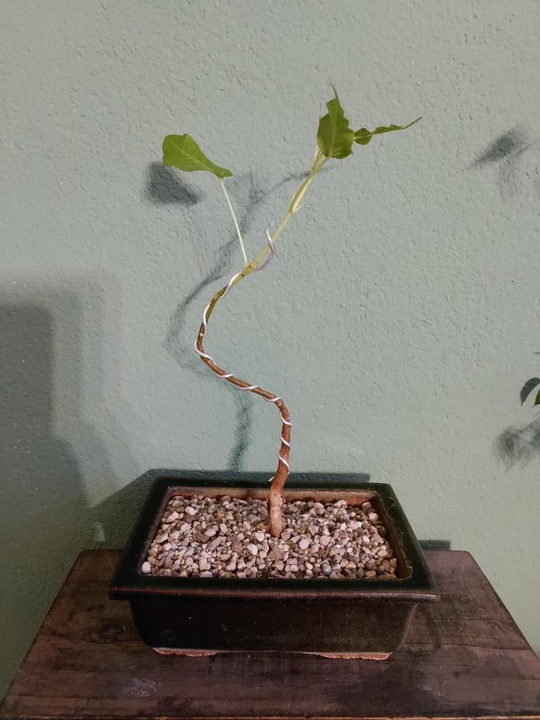 Bodhiboom Bonsai - Ficus Religiosa, Ophalen, Minder dan 100 cm