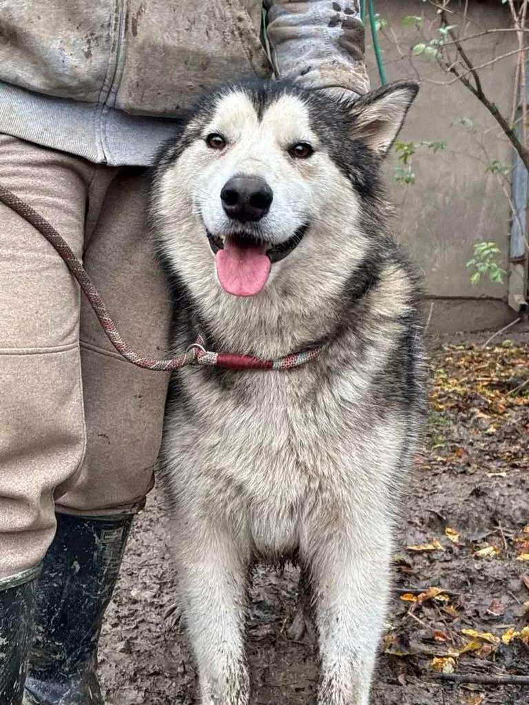 Grote vriendelijke reus, Pepi!, Dieren en Toebehoren, Honden | Poolhonden, Keeshonden en Oertypen, Particulier, Reu, 1 tot 2 jaar
