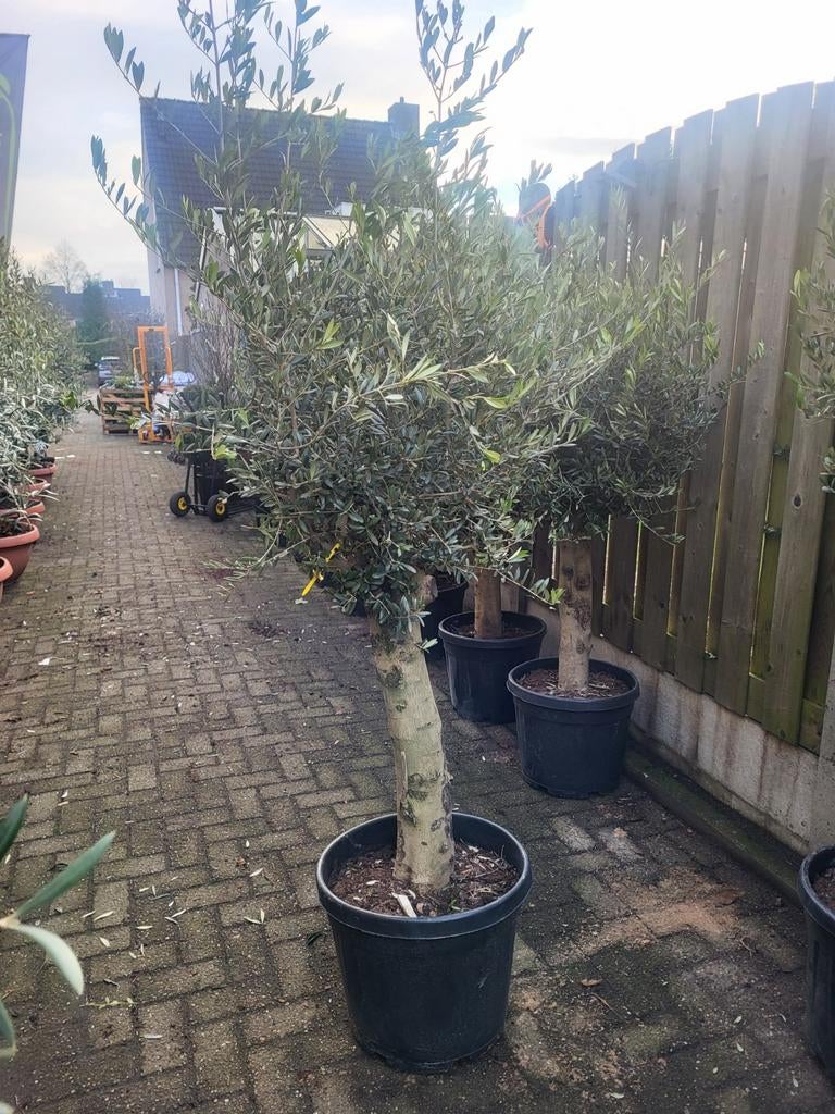 Olijfbomen actie €99, Volle zon, Ophalen of Verzenden, 100 tot 250 cm, Olijfboom