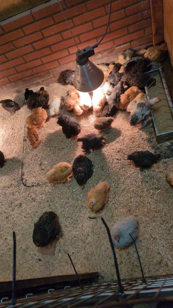Prachtige cochin kriel kuikens gesekste hennetjes, Dieren en Toebehoren, Pluimvee, Vrouwelijk, Kip