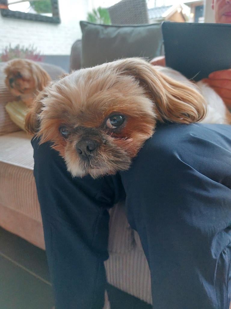 Dekreu shi tzu (niet te koop), Reu, Eén hond, CDV (hondenziekte), 3 tot 5 jaar
