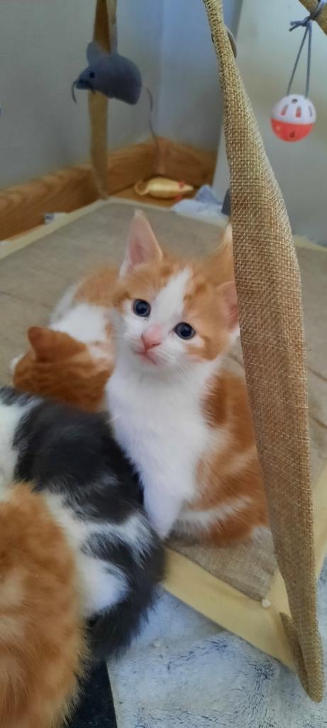 Kittens 2, Europese korthaar, kleuren rood/wit, Meerdere dieren, 0 tot 2 jaar