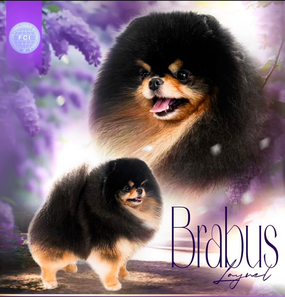 Ervaren Dekreu PLvrij SM/CMvrij+petscan pomeranian/pomeriaan, Keeshond, Reu, 1 tot 2 jaar, Parvo
