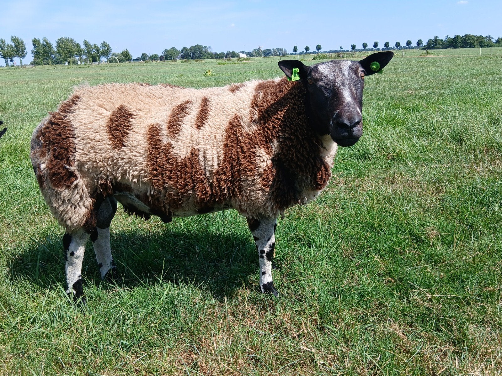 Mooie bonte dekram, Dieren en Toebehoren, Mannelijk, Schaap, 0 tot 2 jaar