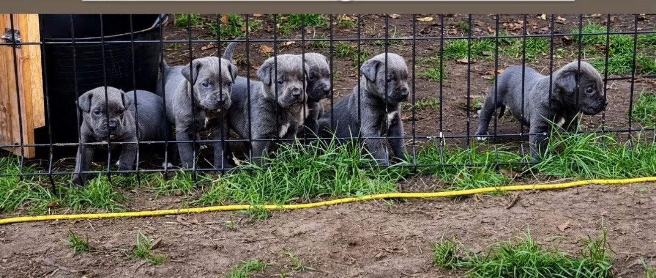 Cane Corso Puppy’s geboren op 24 Augustus geboren, Dieren en Toebehoren, België, Particulier, 8 tot 15 weken, Groot