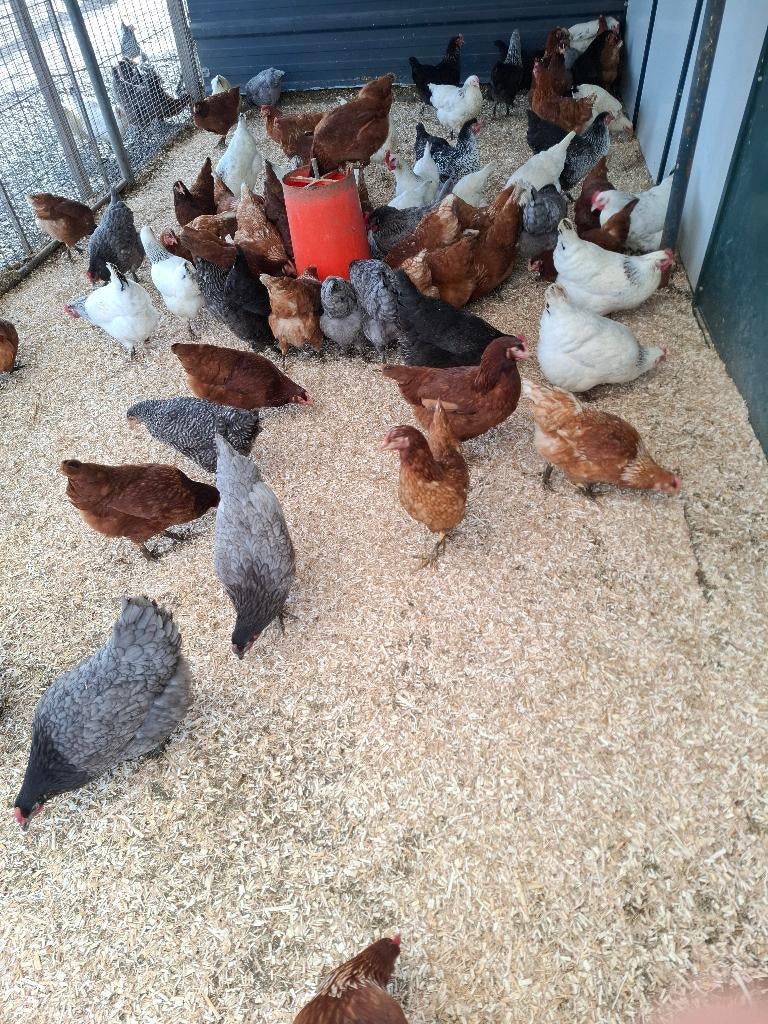 Leghennen, sier- en krielkippen, grote keuze, Dieren en Toebehoren, Pluimvee, Vrouwelijk, Kip
