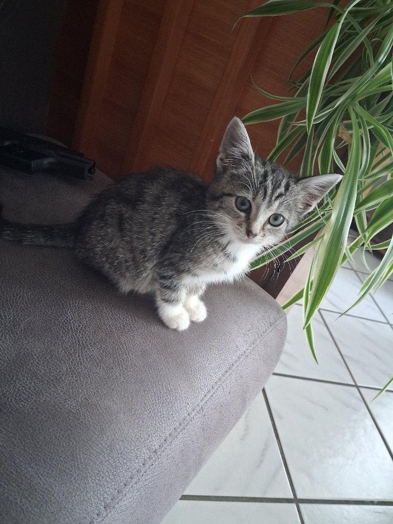 2 poesjes kittens kitten, Poes, Ontwormd, 0 tot 2 jaar