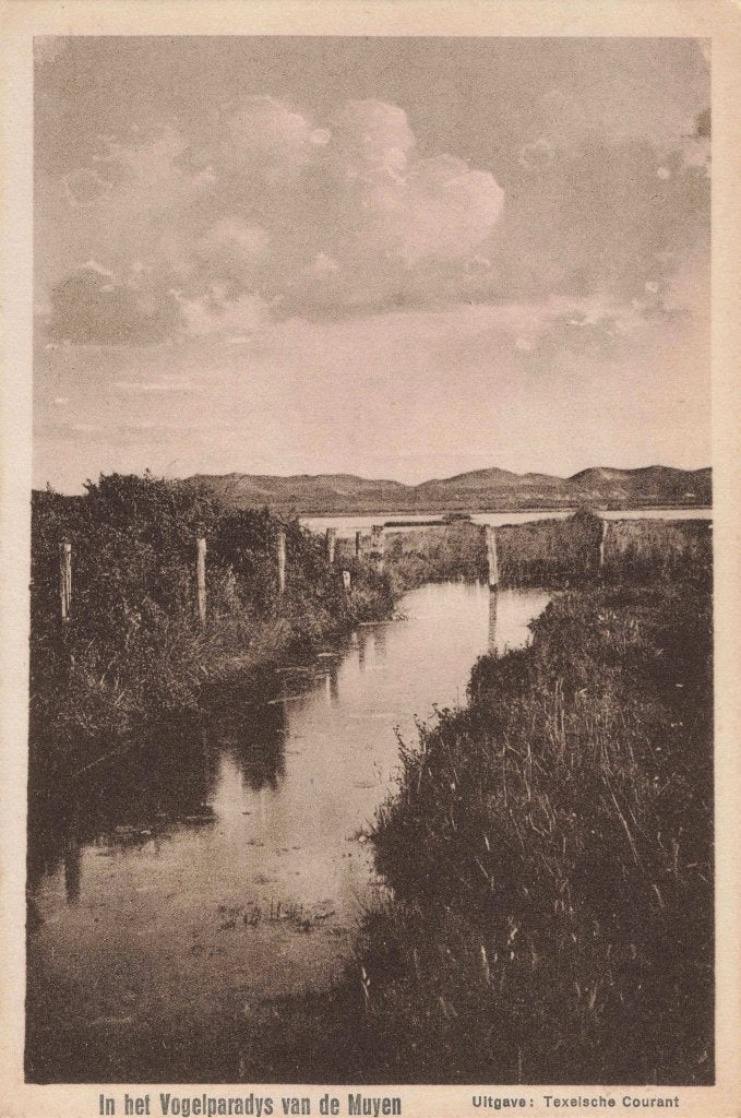 Texel In het Vogelparadijs van de Muyen AF1114, Verzamelen, Ophalen, 1920 tot 1940, Ongelopen, Waddeneilanden