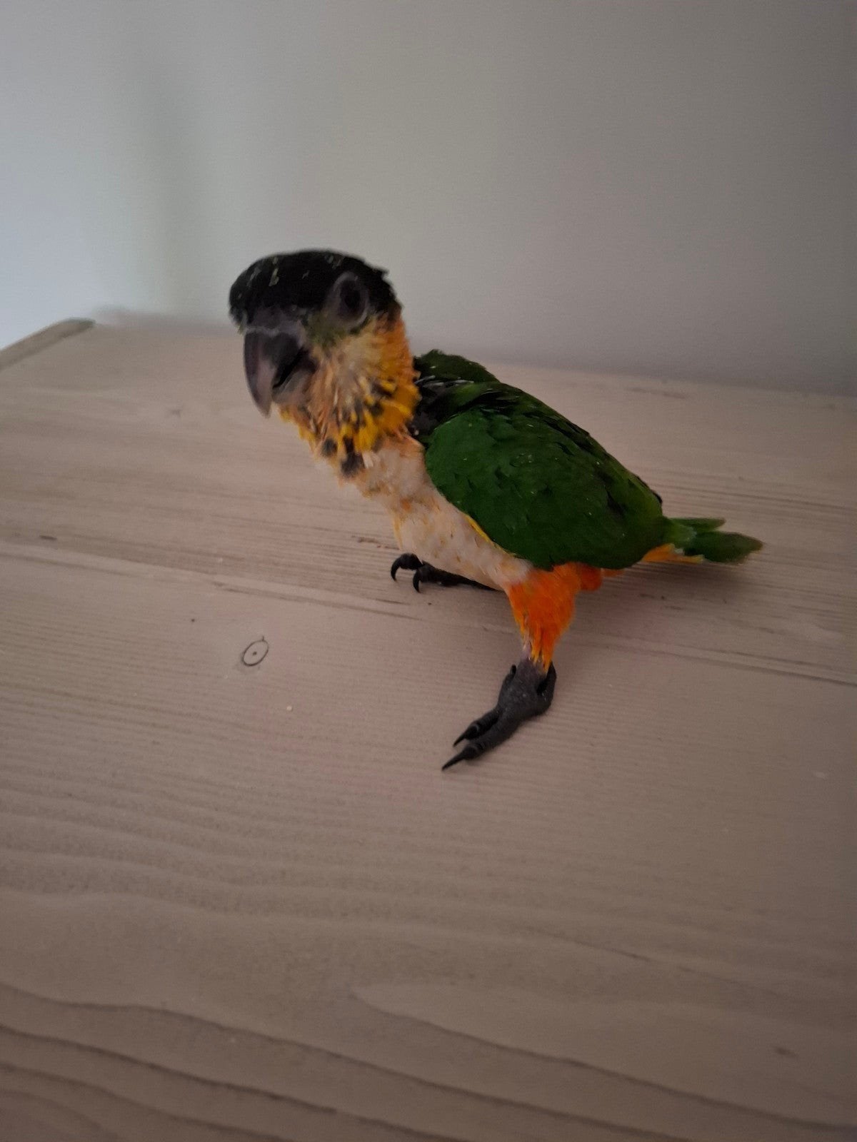 Baby zwartkop caique, Dieren en Toebehoren, Vogels | Parkieten en Papegaaien, Geslacht onbekend, Papegaai