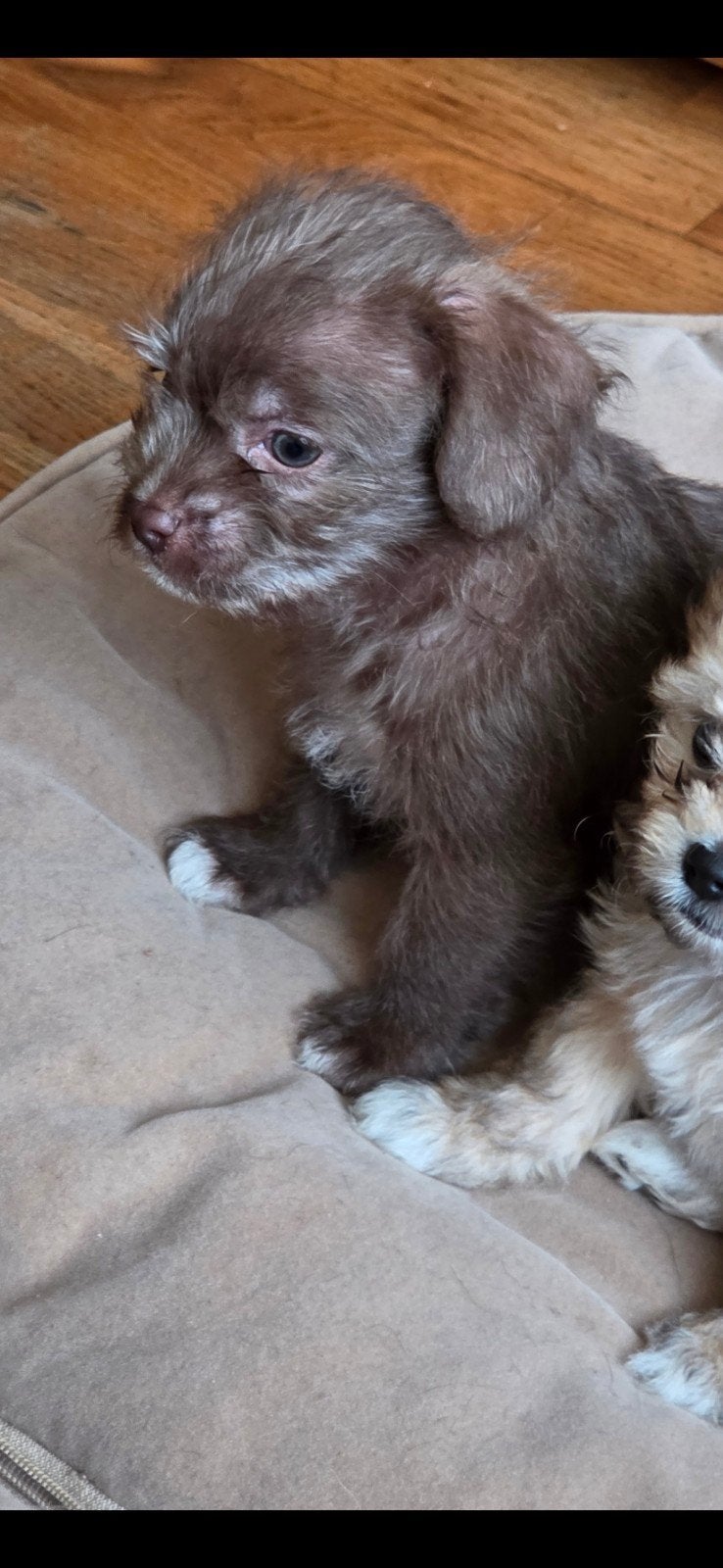 Klein blijvende Boomer pup laatste uit het nest, Dieren en Toebehoren, Honden | Niet-rashonden, Parvo, Reu, 8 tot 15 weken, Eén hond