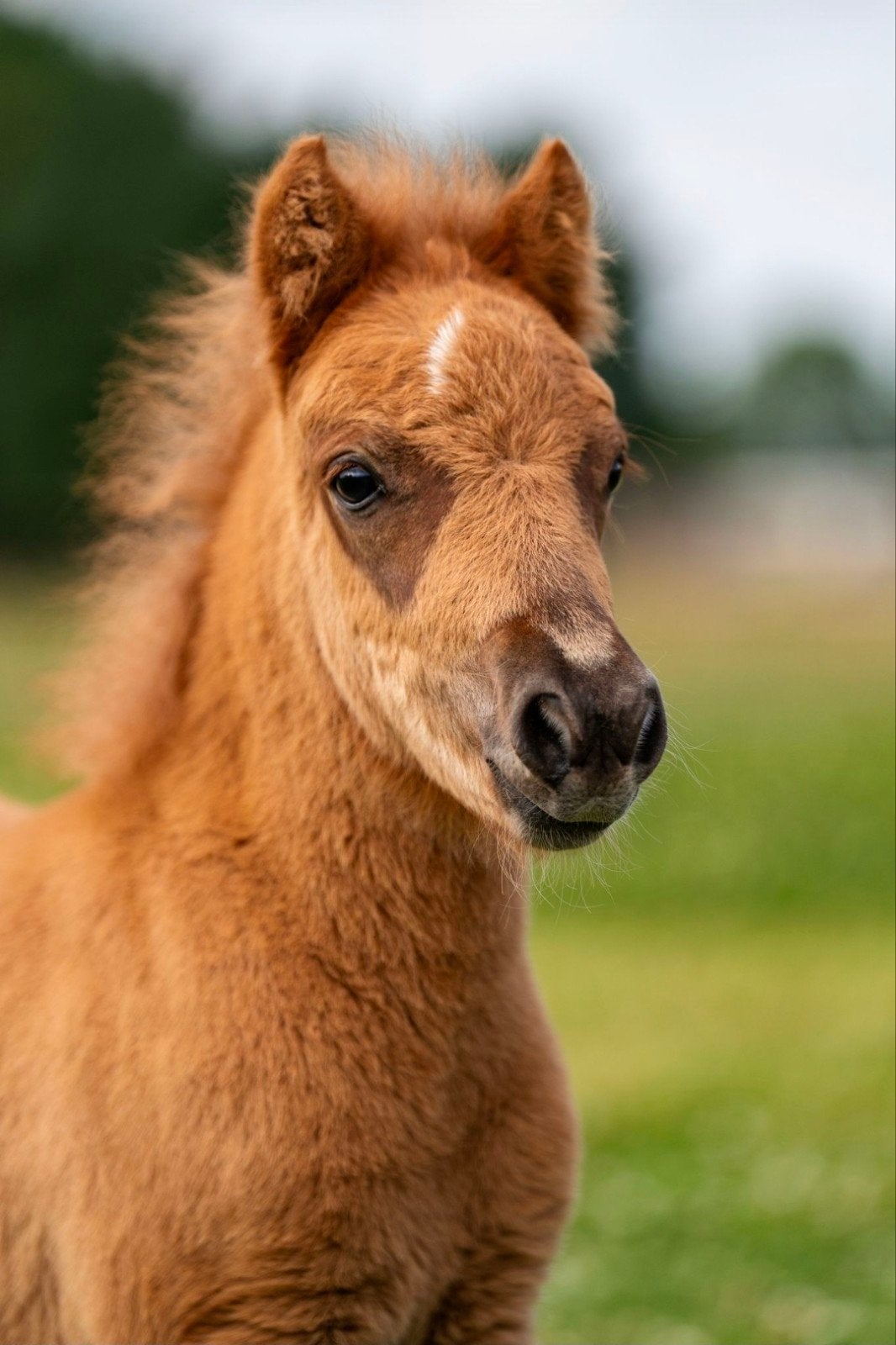 Shetlander hengst jaarling, Dieren en Toebehoren, Pony's, Hengst, Niet van toepassing, A pony (tot 1.17m), 0 tot 2 jaar, Gechipt