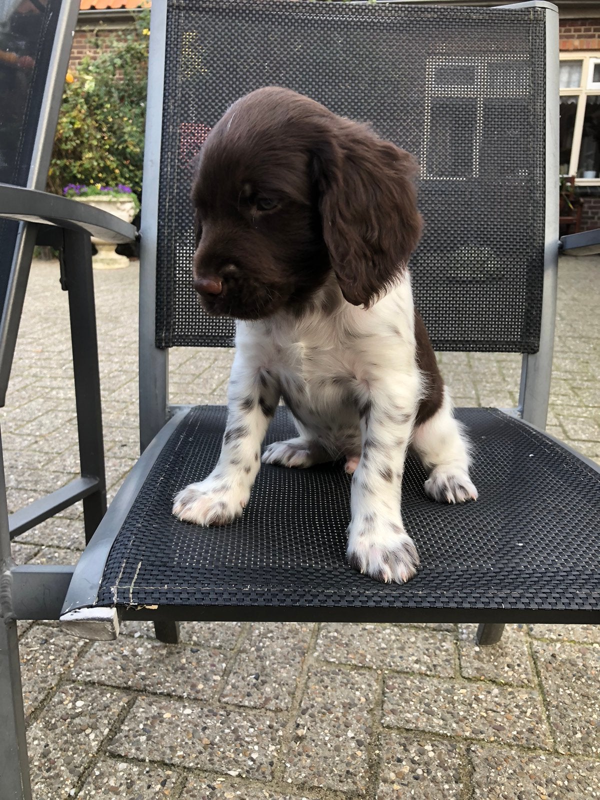 Heidewachtel pups, Overige rassen, 8 tot 15 weken, CDV (hondenziekte), Meerdere