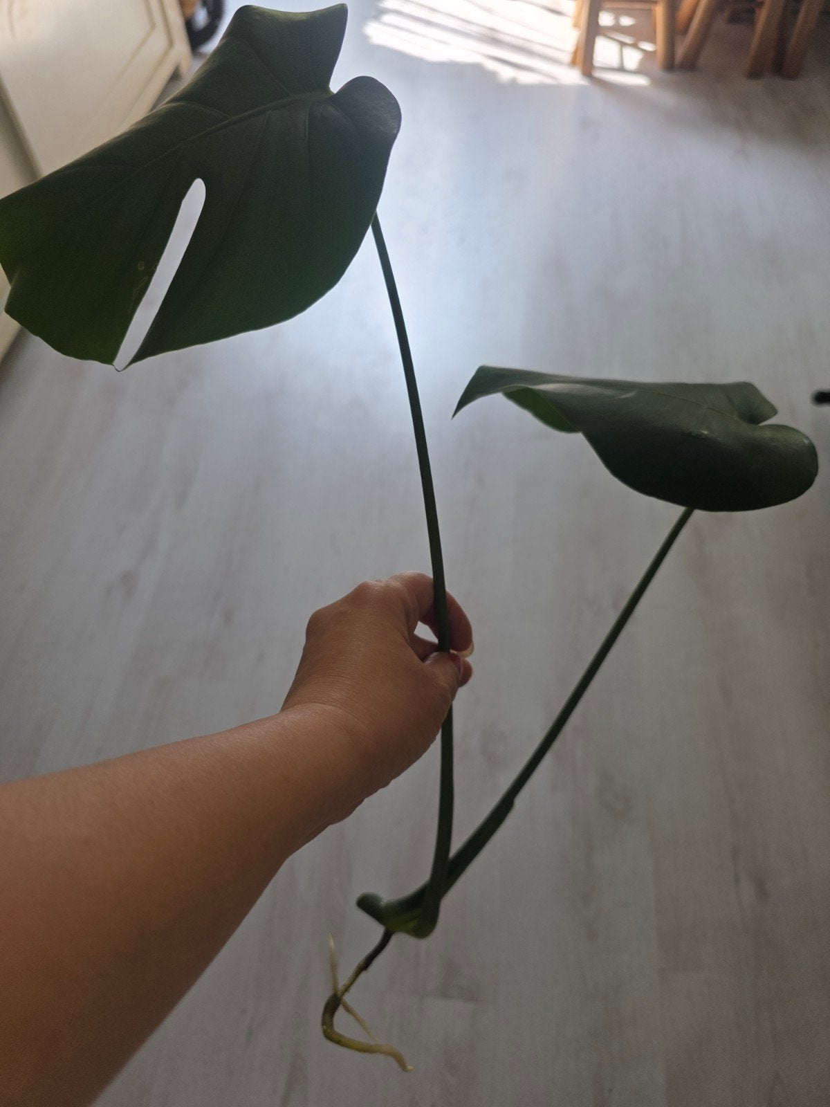 monstera stekjes, Ophalen