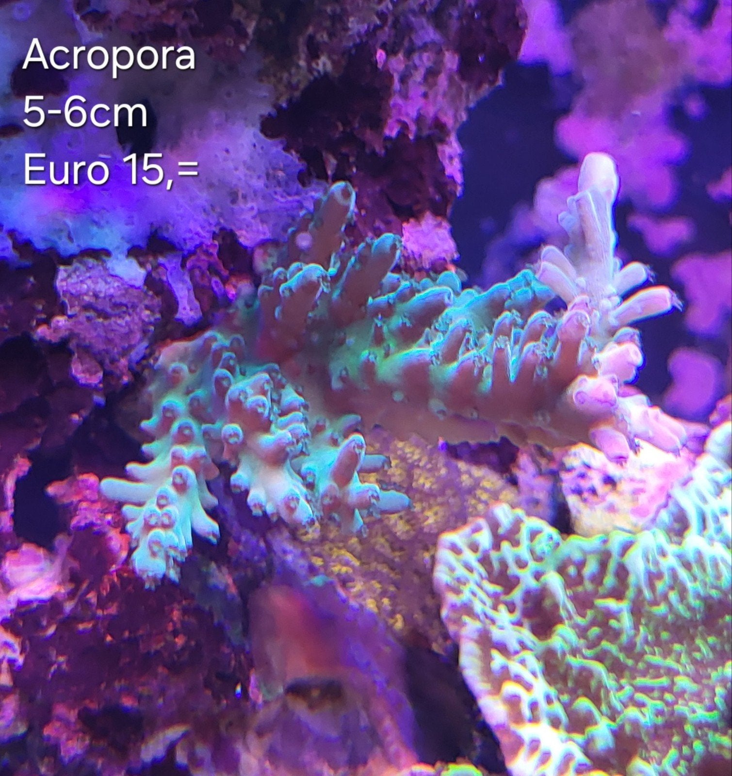 Acropora stek, Overige typen