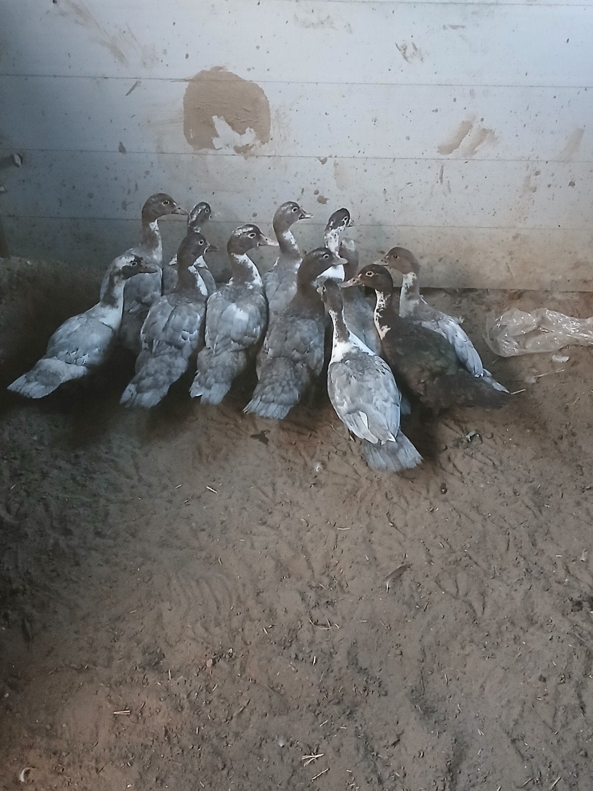 12 jonge muskuseenden, Meerdere dieren, Eend